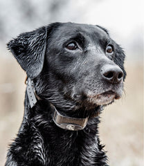 L.L.Bean SportDOG Yard Trainer 300 OUTDOOR EQUIPMENT