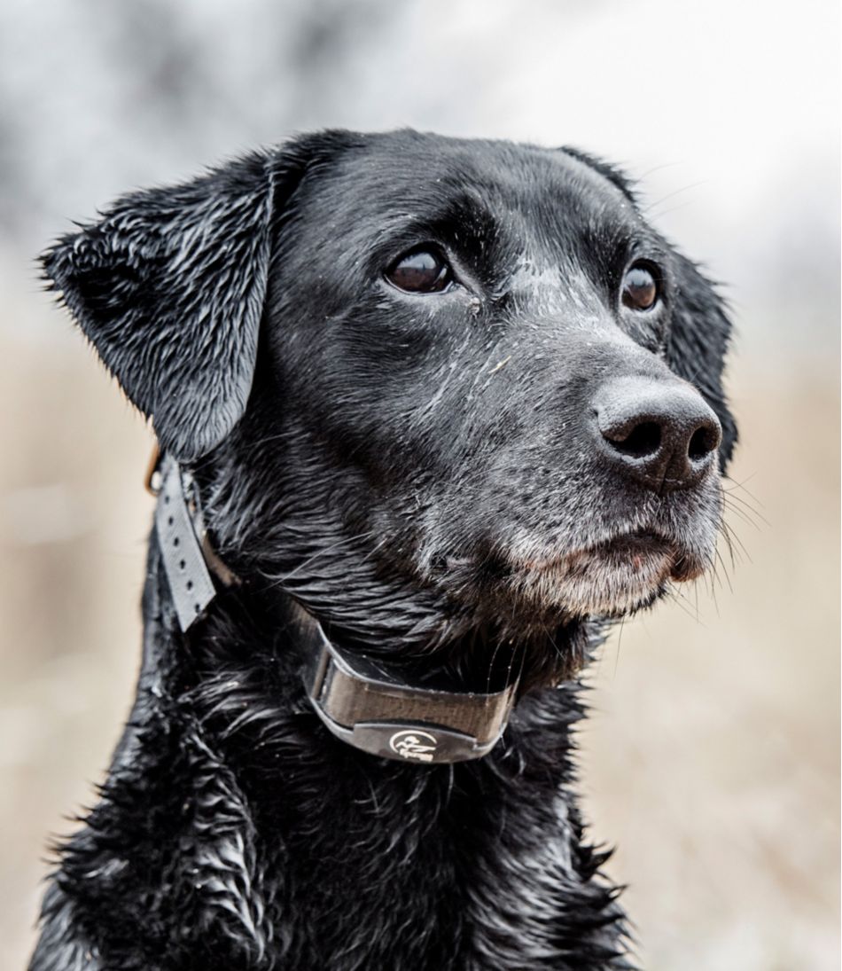 L.L.Bean SportDOG Yard Trainer 300 OUTDOOR EQUIPMENT